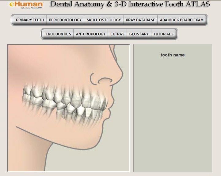3D Tooth Atlas Download Full