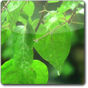 3D Green Rain ScreenSaver icon