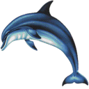 Dolphins 3D Screensaver icon