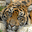 Free Tiger Pictures Screensaver icon