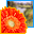 Astra Gift Maker icon