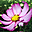 Nice Flowers Free Screensaver icon