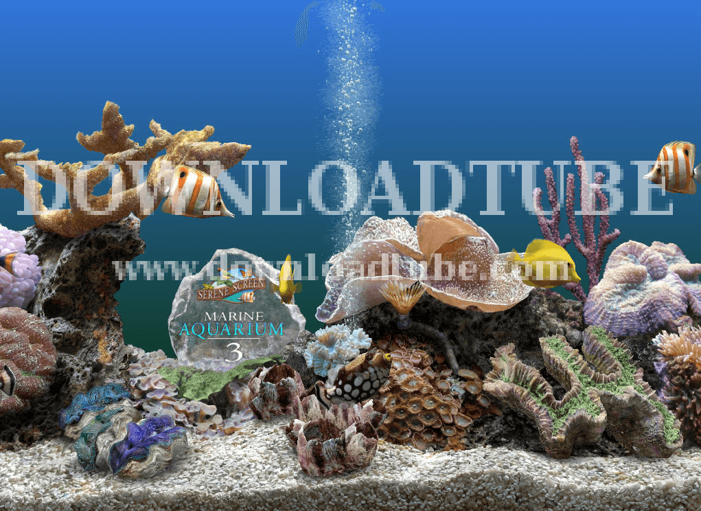 serene marine aquarium screensaver serene marine aquarium screensaver