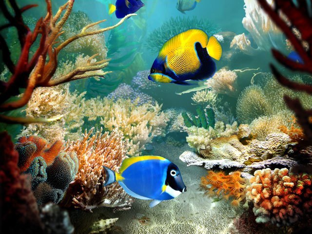 Tropical Fish 3D Screensaver - Screenshot #3