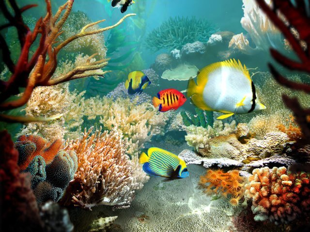 Tropical Fish 3D Screensaver - Screenshot #2