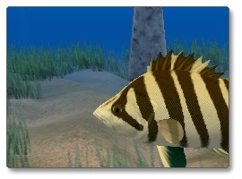 Tiger Fish Screensaver - Screenshot #1