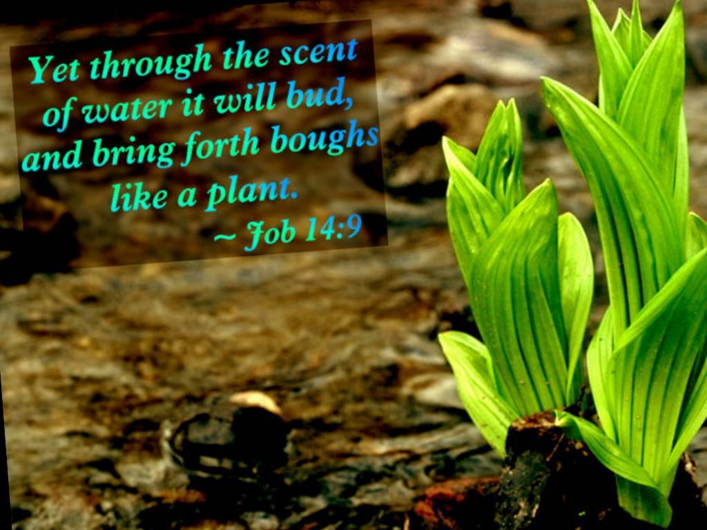Spring with Bible Verses Scenic Reflections - Screenshot #4