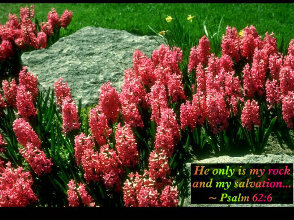 Spring with Bible Verses Scenic Reflections - Screenshot #3