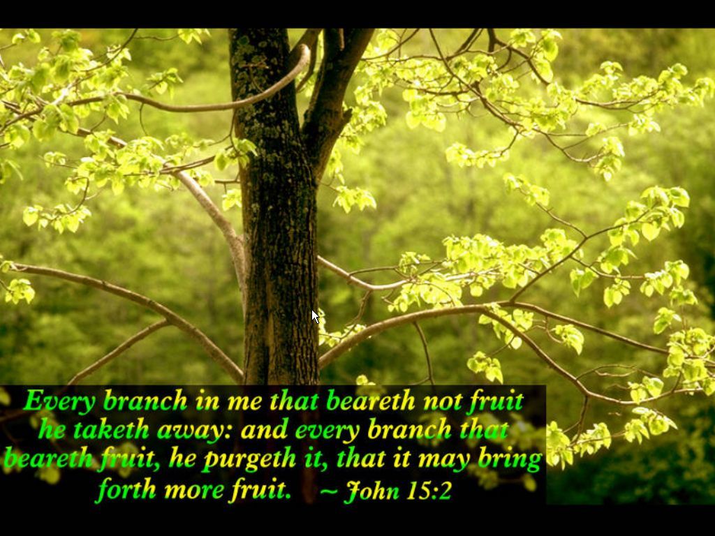 Spring with Bible Verses Scenic Reflections - Screenshot #2