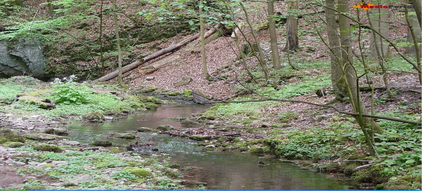 Animated Spring Stream Screensaver - Screenshot #1