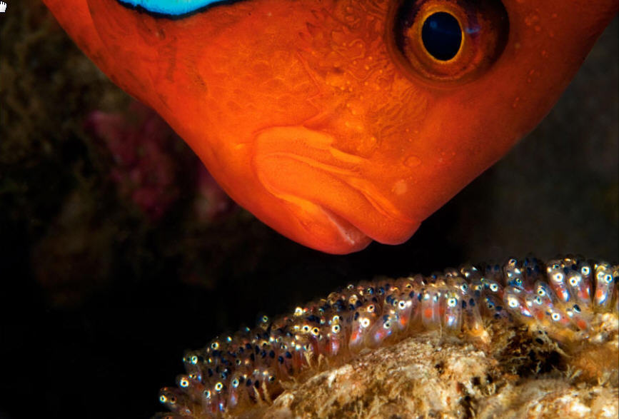 Tomato Clownfish - Screenshot #1