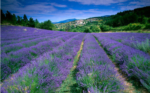France Theme Pack - Screenshot #1