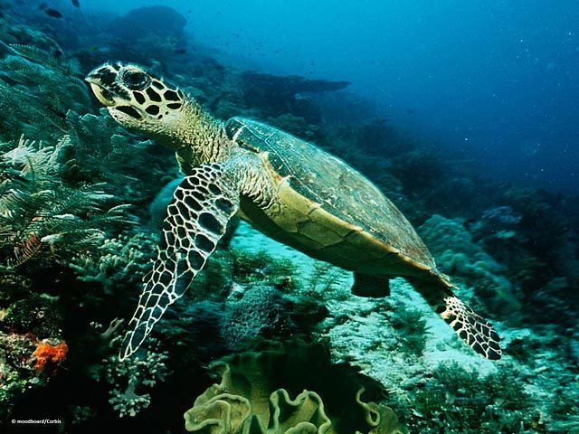 Ocean Life Wallpaper - Screenshot #4