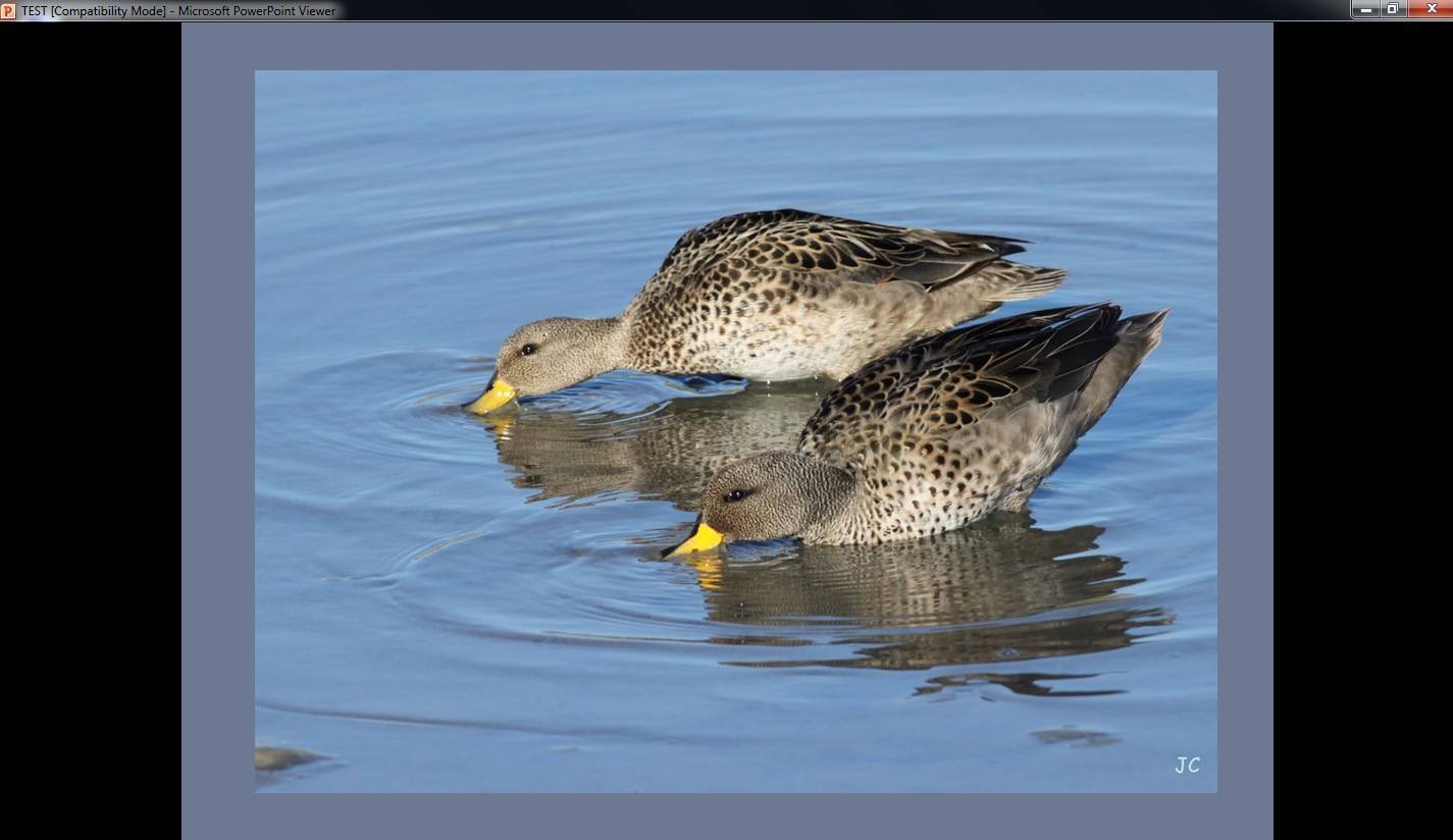 Microsoft PowerPoint Viewer - Screenshot #4