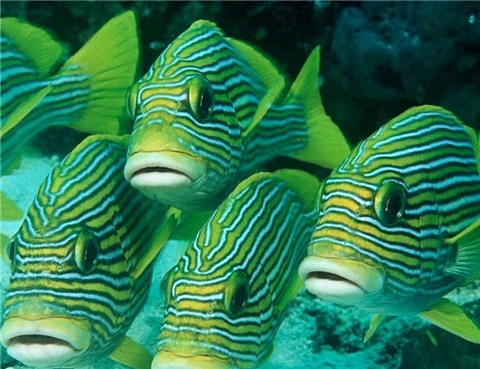 Ocean Life Wallpaper - Screenshot #1