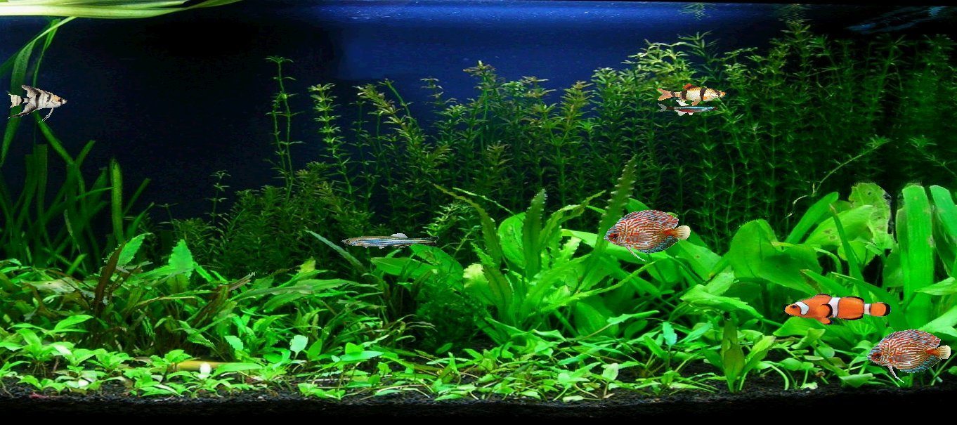microsoft aquarium screensaver for windows 7 microsoft aquarium screensaver for windows 7