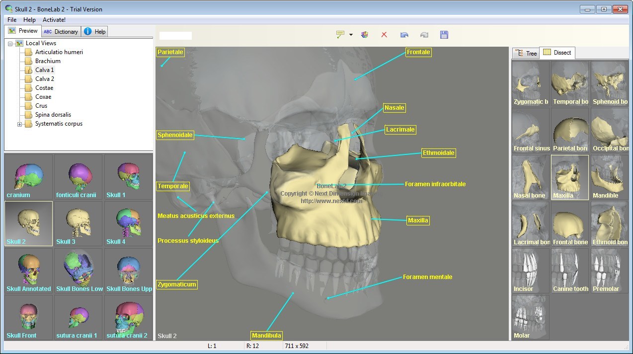 bone lab download free