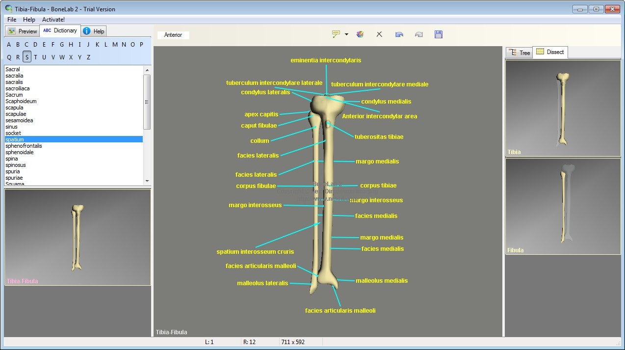 bonelab download free