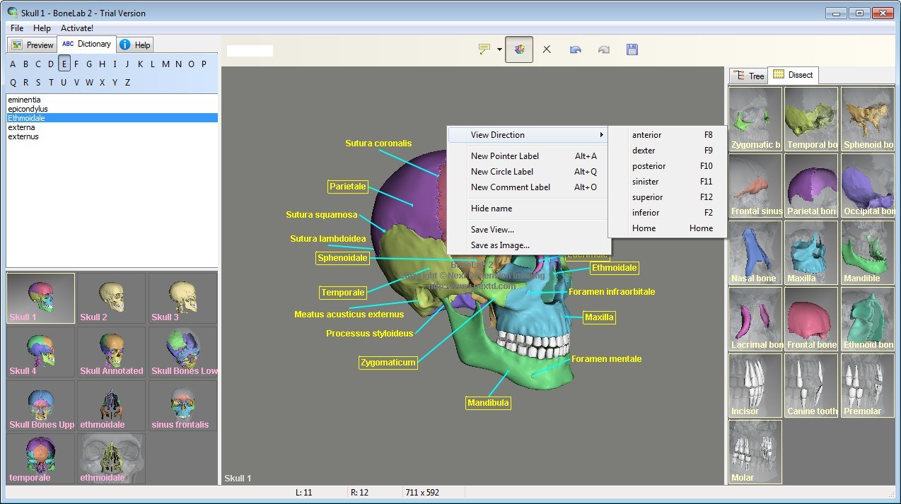 bone lab download free