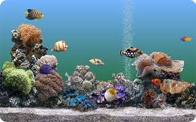 Marine Aquarium - Screenshot #1