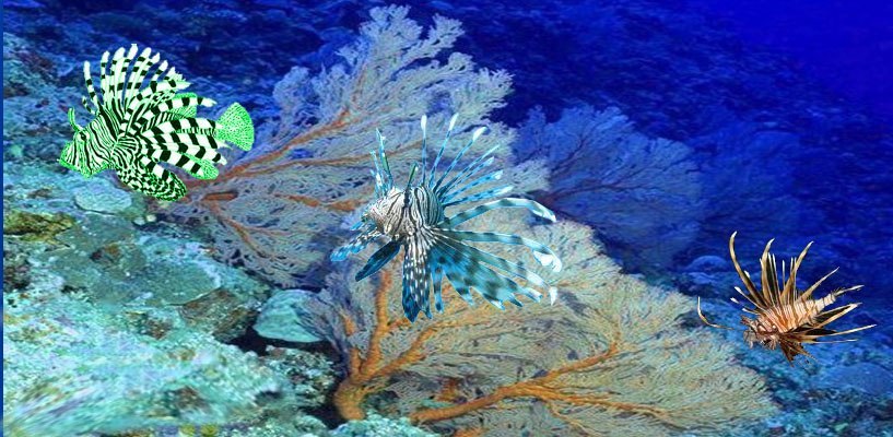 Pterois Miles Wallpaper - Screenshot #1