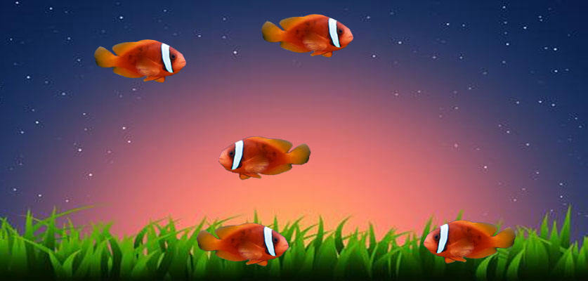 Tomato Clownfish Wallpaper - Screenshot #1
