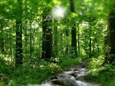 Sunny River Screensaver - Screenshot #1