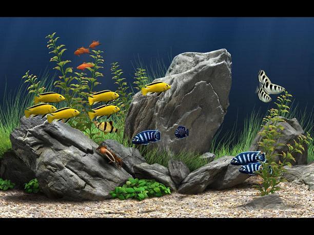dream aquarium