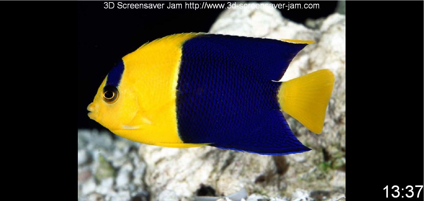 Free Aquatic Screensaver - Screenshot #2