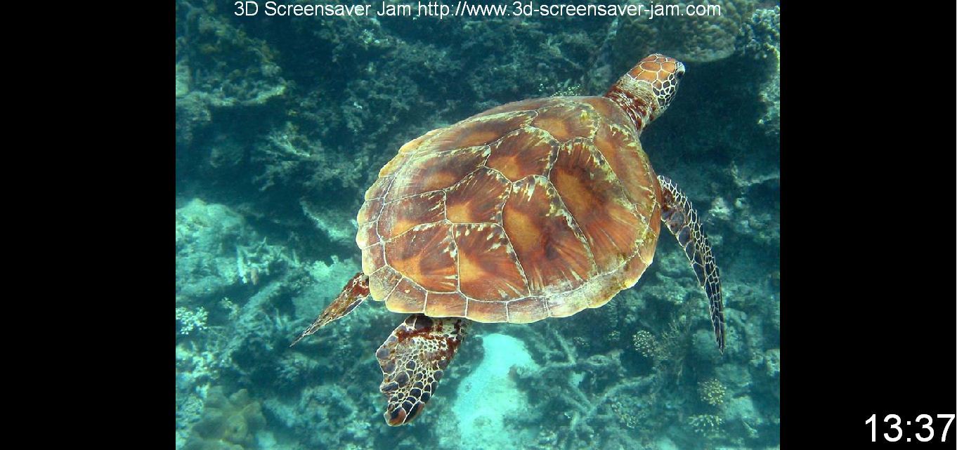 Free Aquatic Screensaver - Screenshot #1