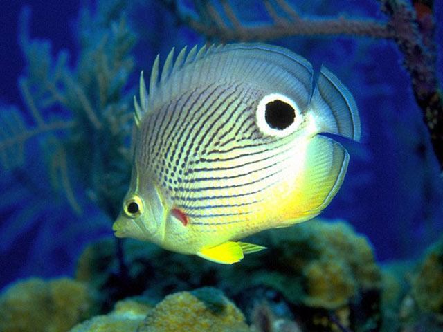 Free Aquarium Screensaver - Screenshot #1