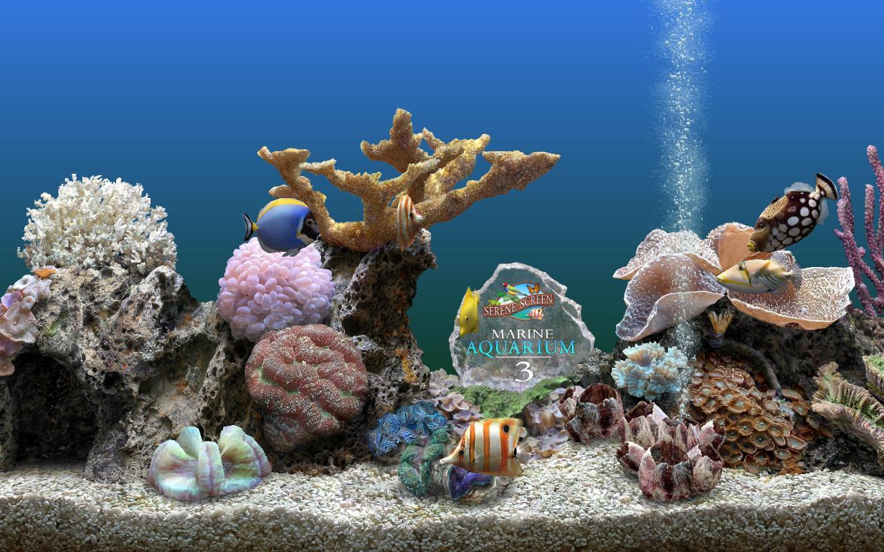 Marine aquarium. Морской аквариум. Аквариум 3д. Аквариум 3d модель. Морской аквариум камни.